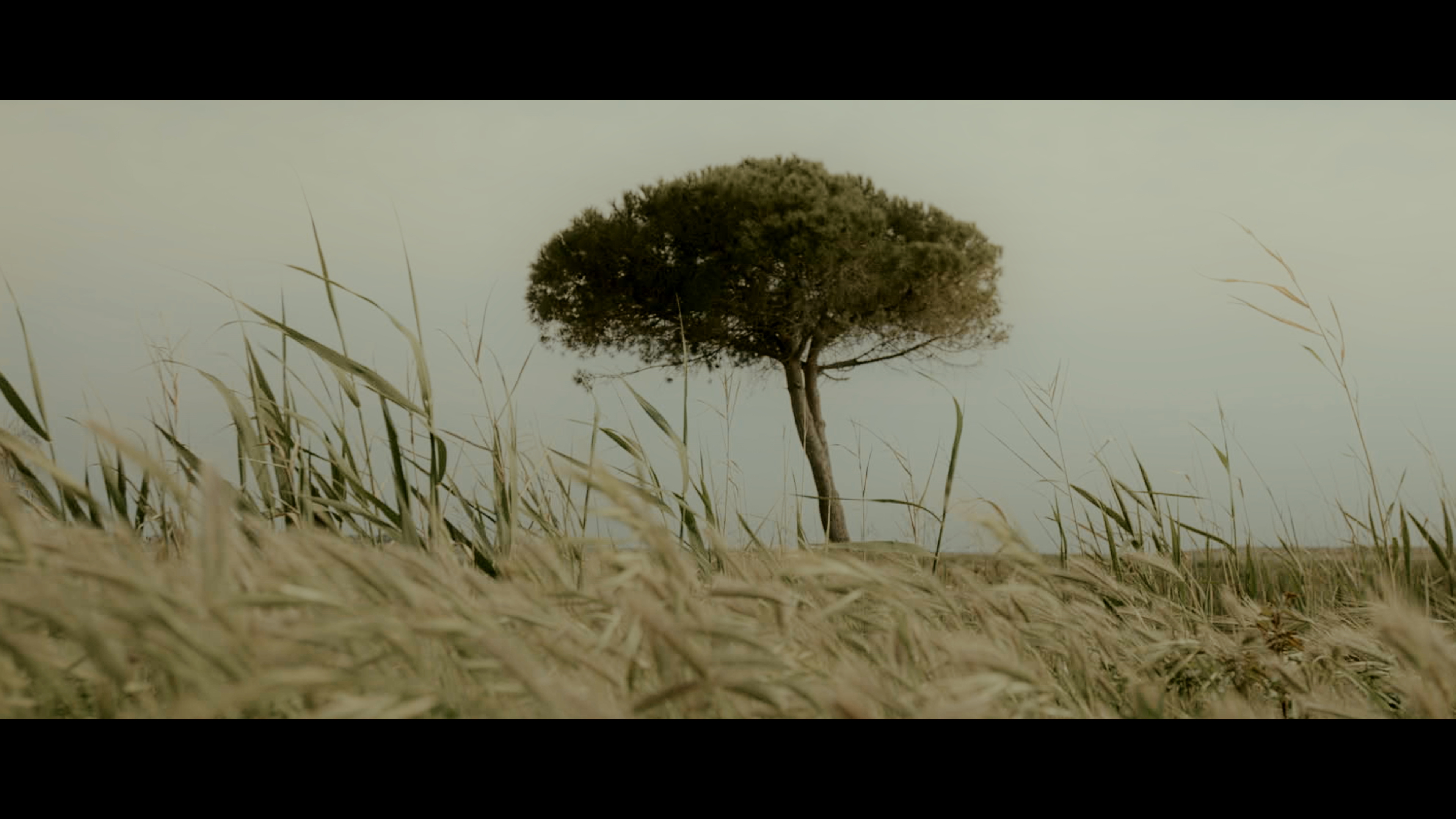 Screen grabs from the ”Shell” short film. Color graded by Egemen Karaca ...